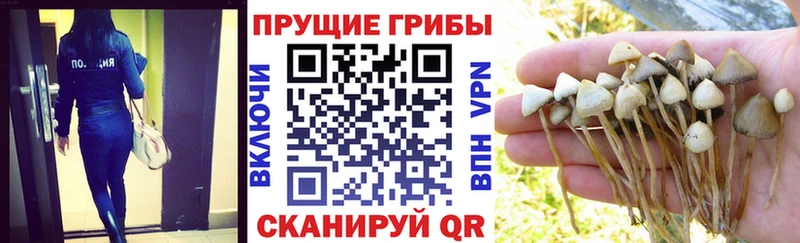 Псилоцибиновые грибы Psilocybe  наркошоп  Краснодар 